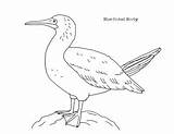 Footed Booby Coloring sketch template