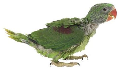parrots feathers grow    pulled  pets