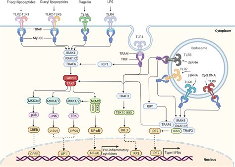 frontiers toll  receptor signaling   role  cell mediated