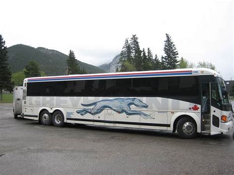 greyhound buses arriving  britain