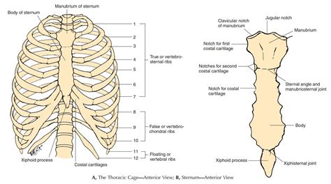 struktur ciri ciri  bentuk  tulang dada biro administrasi