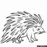 Porcupine Coloring Pages Animals Drawing Color Printable Line Animal Print Easy Drawings Kids Thecolor General Getdrawings Getcolorings Visit sketch template