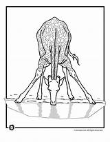 Giraffe Drinking Water Coloring Clipart Animal Colouring Pages Popular Library sketch template