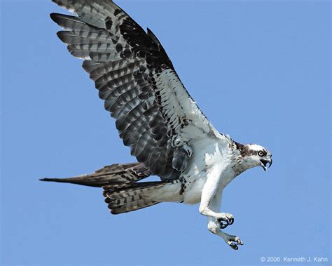 osprey archies info