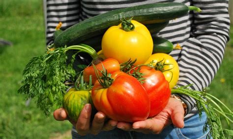 myths  raw vegetables herbal academy
