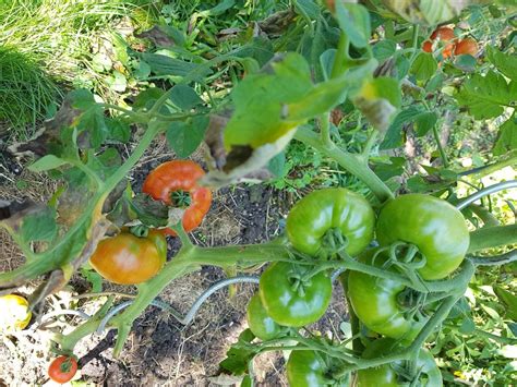 samenfeste tomaten open source und braunfaeule resistent