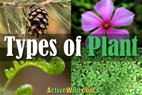 types  plant  major group   plant kingdom plantae