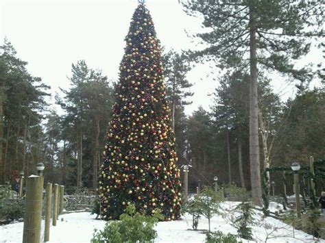 center parcs xmas  christmas tree christmas tree tree holiday decor