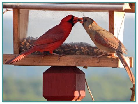 cardinal birdhouse plans  home improvement