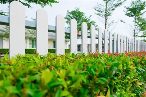 white wooden picket fence  green plant hedge stock photo image