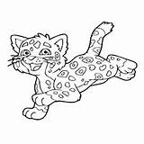 Jaguar Coloring Pages Leopard Baby Printable Animal Color Go Diego Drawing Bubble Letters Kids Getcolorings Animals Cartoon Face Dora Print sketch template