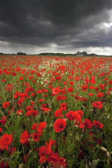 poppy field with stormy sky in background photograph by chris conway