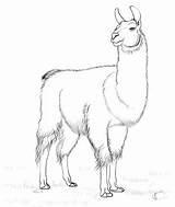 Llama Lama Alpaca Supercoloring Incas Llamas Bosquejos Alpacas Skizze Categorías sketch template