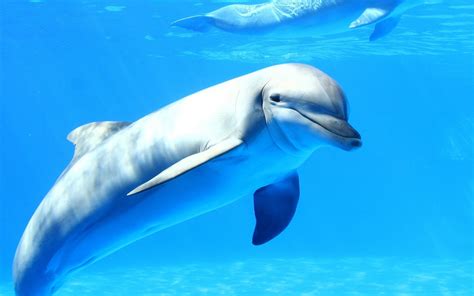 gray dolphin dolphin sea underwater animals hd wallpaper wallpaper flare