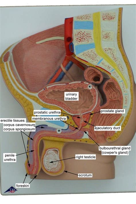 Male Anatomy Diagram Labelled Reproductive System Anatomy