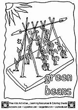 Coloring Beans Green Plant Garden Pages Growing sketch template