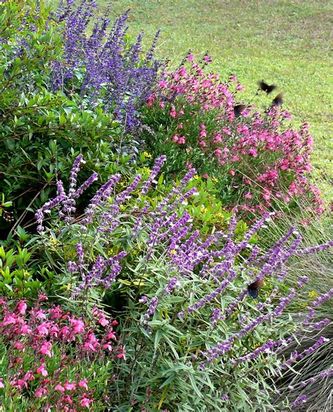 Salvias Are A Plant For All Seasons