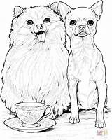 Pomeranian Chihuahua Dog Books sketch template