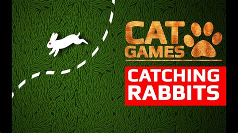 cat games catching rabbits entertainment   cats