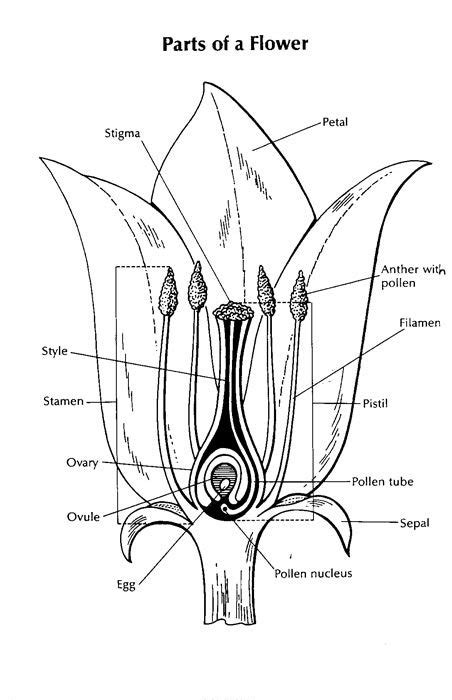 diagram   flower biology plants plant science parts   flower