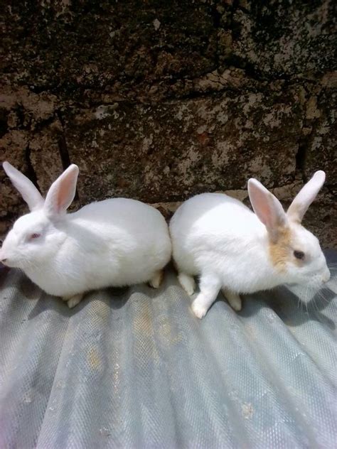 how to take care of a pregnant rabbit 9 steps with pictures