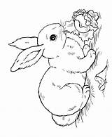 Cottontail Coloring Peter Pages Getcolorings Printable Color Rabbit sketch template