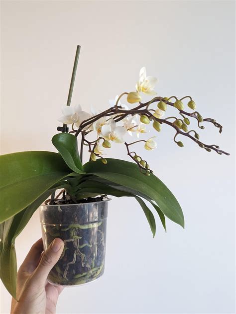 beautiful phal popcorn  blooming  time  buying  year  rorchids