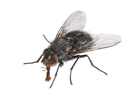 spartan pest control fly control commercial residential pest control