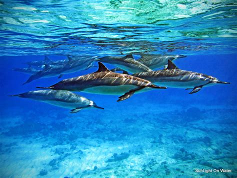 swim  dolphins paradise  hawaii