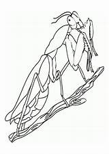 Mantis Religiosa Praying Grillo Gottesanbeterin Malvorlage Kleurplaat Bidsprinkhaan Schulbilder Schoolplaten Siguiente sketch template