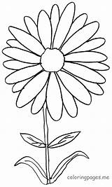 Coloring Daisy Pages Petals Popular sketch template