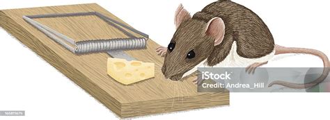 mouse  mousetrap temptation stock illustration  image