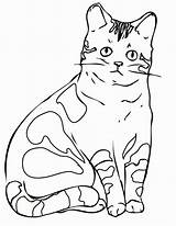 Cat Coloring Pages Realistic Drawing Printable Sheets Sad Pete Halloween Color Kitten Cool Template Cats Shape Baby Templates Getdrawings Popular sketch template