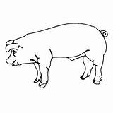 Porco Yorkshire Pigs Piglet Desenhar Feito sketch template