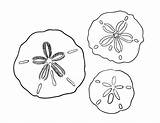 Sand Dollar Coloring Pages Printable Drawing Coloringcafe Dollars Getdrawings Tattoo sketch template