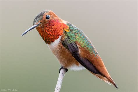 types  hummingbirds hummingbirds