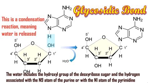 musical glycosidic bond  nucleic acids youtube
