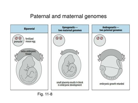 ppt chapter 11 germ cells fertilization and sex powerpoint