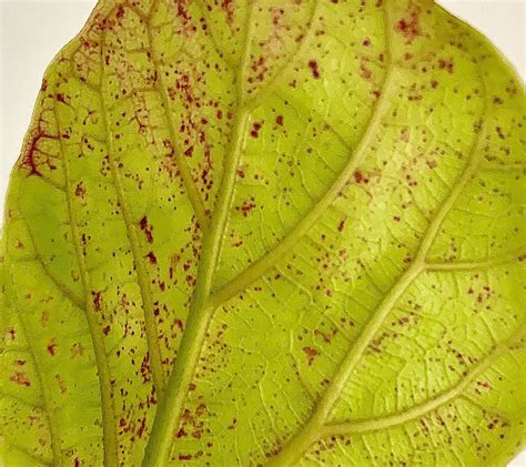 Have Red Spots On Your Fiddle Leaf Fig Tree This Is Why