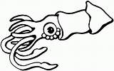 Calamar Squid Stingray Tintenfisch Colorear Sting Ausmalbild Menta Educación Coloringhome sketch template