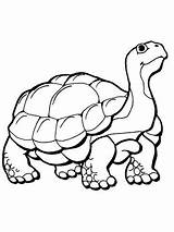 Tortoise Coloring Pages Printable Drawing Desert Supercoloring Color Hare Turtle Gopher Colouring Tortoises Print Getcolorings Kids Animals Version Click Popular sketch template