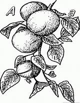 Apricot Coloring sketch template