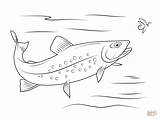 Trout Coloring Pages Brook Fish Printable Zoey Trouts Book Drawing Speckled Template Supercoloring Kids Patterns Drawings Popular Sketch Print Visit sketch template