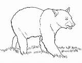 Bear Walking Meadow Coloring Netart sketch template
