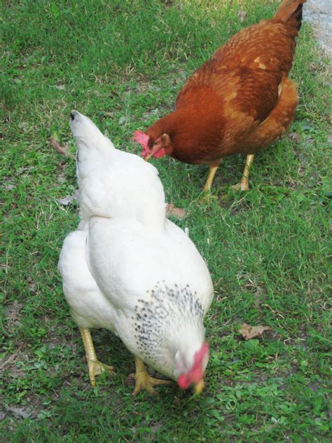 backyard chickens ruffled feathers  spilled milk
