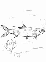Tarpon Coloring Fish Pages Supercoloring sketch template