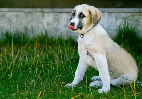 chippen en registreren van een hond de nieuwe regels