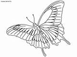 Butterfly Coloring Ulysses Pages Rainforest Designlooter 73kb 150px Daintree Habitat sketch template