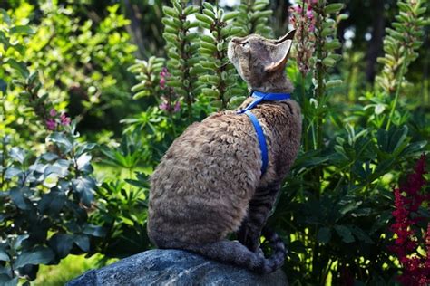 5 plants your cats can eat catster