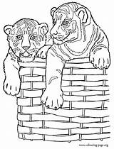 Coloring Tiger Tigers Cubs Pages Basket Two Colouring Wicker Printable Cute Adult Popular Choose Board sketch template
